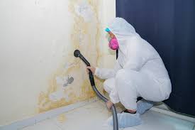 Best Comprehensive Air Testing for Mold Contaminants  in Cashton, WI